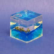 Paperweight Cube Shark